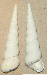 turritella 1
